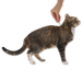 Адвантейдж® капли на холку от блох для котят и кошек до 4 кг - 4 пипетки – интернет-магазин Ле’Муррр