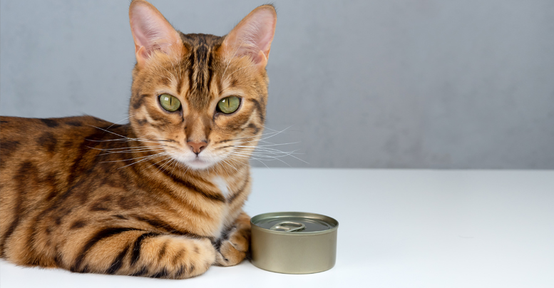 Рейтинг влажных кормов для кошек по качеству: что рекомендуют ветеринары 