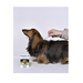 АВЗ Барс капли против блох и клещей для собак от 10 кг до 20 кг 1 пипетка/2,8 мл – интернет-магазин Ле’Муррр