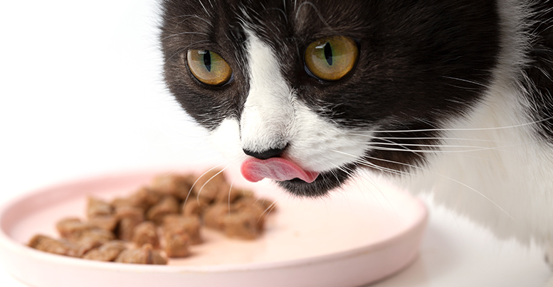 Как выбрать корм для кошек с высоким содержанием мяса: консервы и натуралка