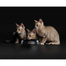 Влажный корм Pro Plan® Nutri Savour® для котят, кусочки с курицей в желе – интернет-магазин Ле’Муррр