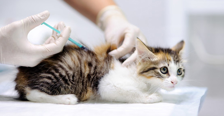 Какие прививки нужны кошкам и когда их делать 
